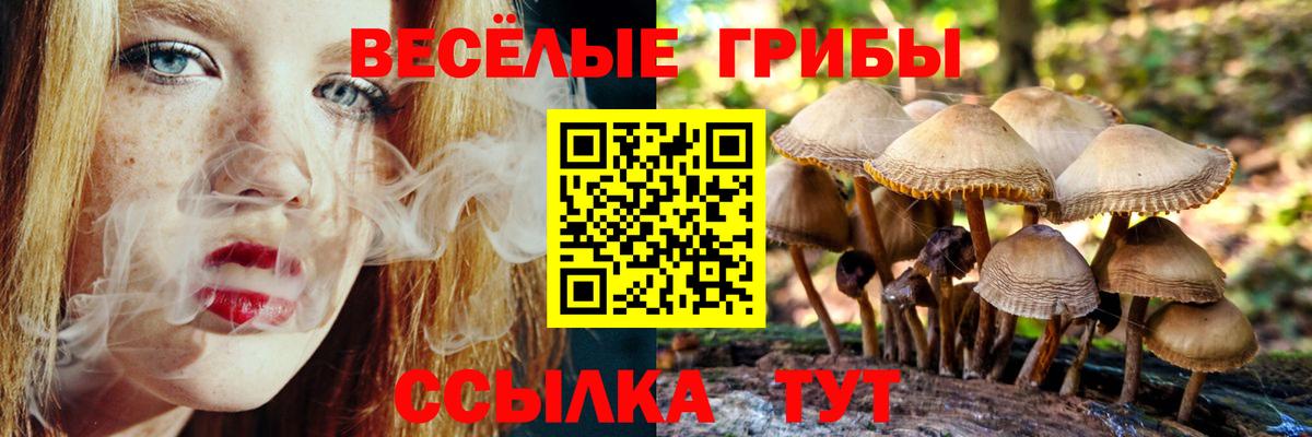 Бор  Псилоцибиновые грибы Cubensis  Вход с VPN 